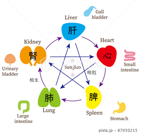 五行と五臓六腑の相関図、東洋医学、英語のイラスト素材 [87050215] - PIXTA