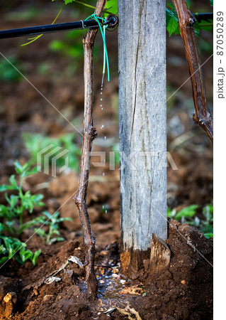 Drip irrigation on a vineyard with the sun peaking through the leafes. Drip irrigation on a vineyard with the sun peaking through the leafes. 87050289