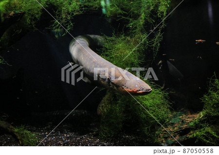 An electric eel emerges from the algae. Visible his head, fins, eye. It's dark in the background. High quality photo An electric eel emerges from the algae. Visible his head, fins, eye. It's dark in the background. High quality photo 87050558