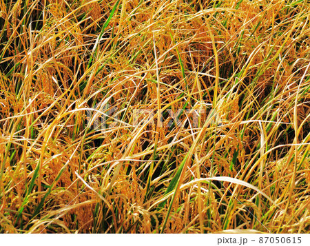 花 フラワー お花 87050615