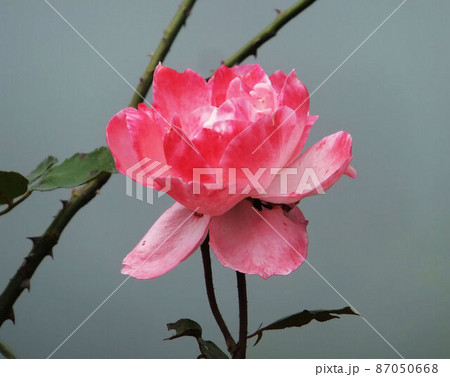 花 フラワー お花 87050668