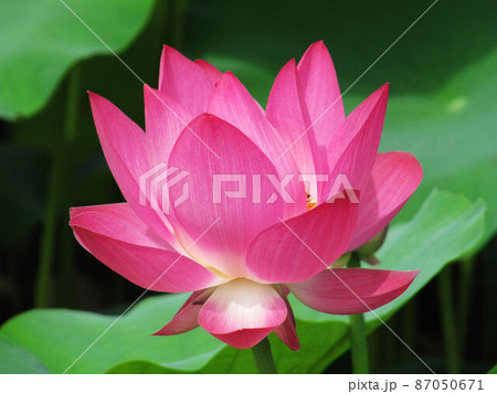 花 フラワー お花 87050671
