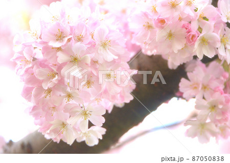 可憐な思川桜 87050838