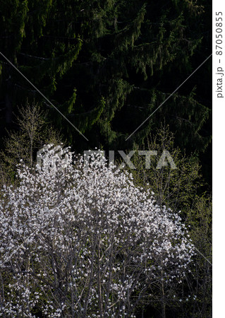春の野山の満開のコブシの花 春の野山の満開のコブシの花 87050855