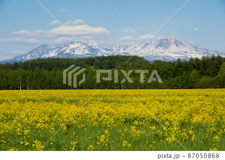 春の草原と残雪の山 大雪山 春の草原と残雪の山 大雪山 87050868