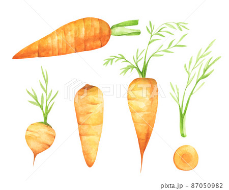 Set of fresh carrot fruits with green leaves. Isolated on white background. Watercolor illustration. 87050982