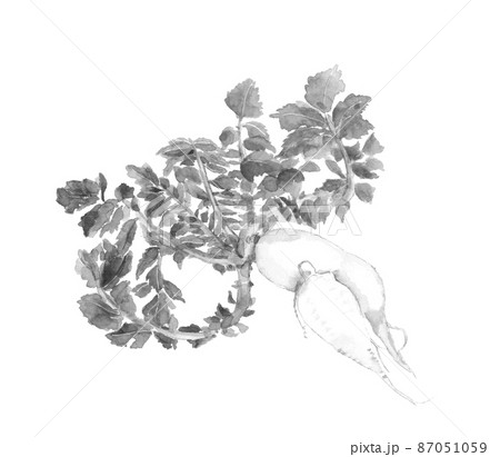 もったいない野菜 大根 モノトーン【水墨画風水彩画】白バック 透過背景 87051059
