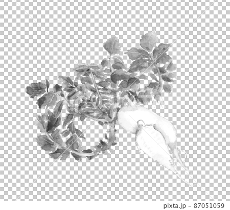 もったいない野菜 大根 モノトーン【水墨画風水彩画】白バック 透過背景 87051059