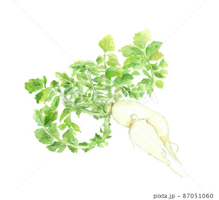 もったいない野菜 大根【手描き水彩画】白バック 透過背景 87051060