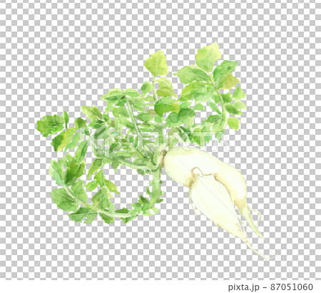 もったいない野菜 大根【手描き水彩画】白バック 透過背景 87051060