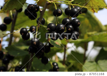 Growing black currant Growing black currant 87051168