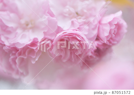 豪華な八重桜 87051572