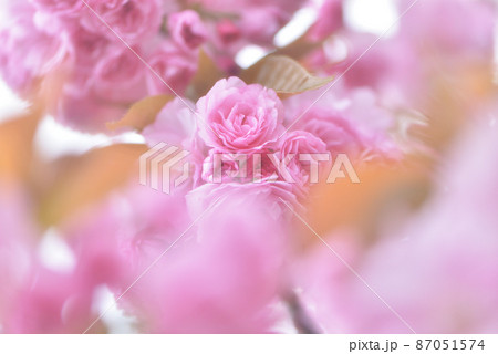 豪華な八重桜 87051574
