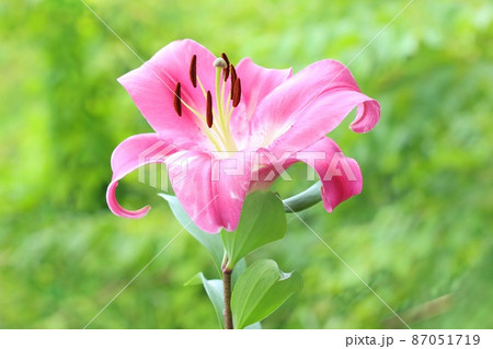 大輪のユリ　濃いピンク色の花　オリエンタルハイブリッド系　自然の緑背景 87051719