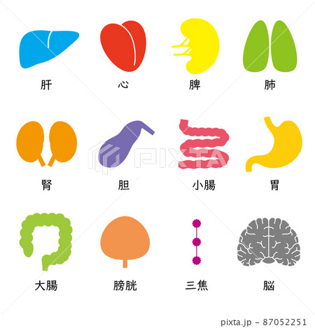 五臓六腑と脳のアイコン、日本語、カラフルで楽しい 五臓六腑と脳のアイコン、日本語、カラフルで楽しい 87052251