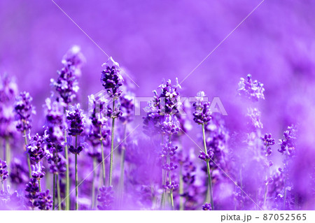 北海道7月・ファーム富田のラベンダー畑 87052565