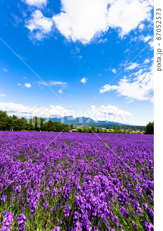 北海道7月・ファーム富田のラベンダー畑 87052573