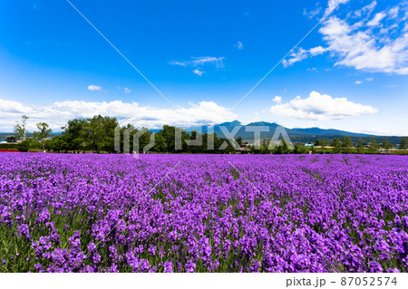 北海道7月・ファーム富田のラベンダー畑 87052574