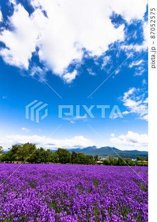 北海道7月・ファーム富田のラベンダー畑 87052575