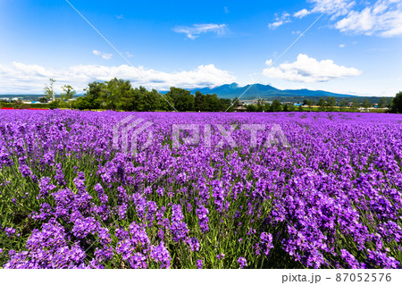 北海道7月・ファーム富田のラベンダー畑 87052576