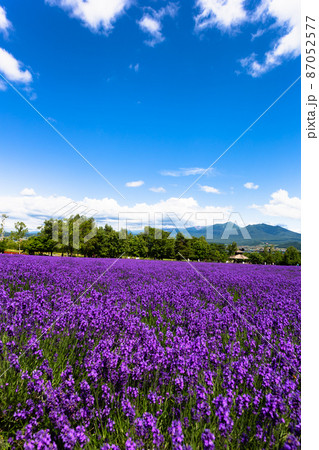 北海道7月・ファーム富田のラベンダー畑 87052577