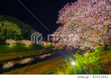 南伊豆町 河津桜 星も見える夜桜ライトアップ 南伊豆町 河津桜 星も見える夜桜ライトアップ 87052941