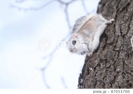 極寒の北海道を生きる 87053700