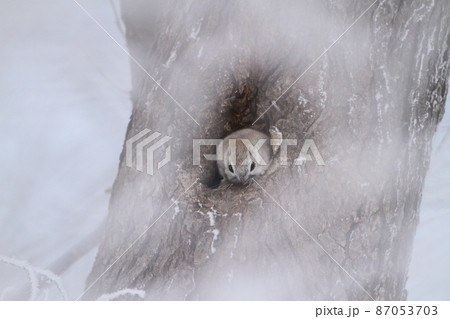 極寒の北海道を生きる 87053703