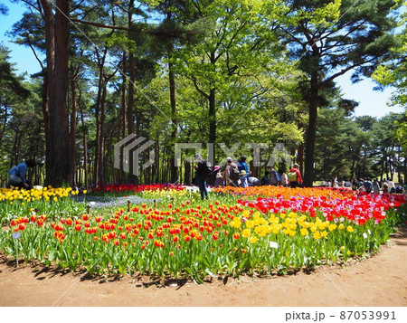 国営ひたち海浜公園のチューリップ 国営ひたち海浜公園のチューリップ 87053991