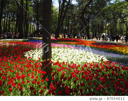 国営ひたち海浜公園のチューリップ 87054012