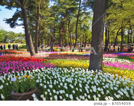 国営ひたち海浜公園のチューリップ 87054059