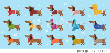 Dachshund in clothes. Winter decorative colored sweater on happy dog dachshund exact vector cartoon templates Dachshund in clothes. Winter decorative colored sweater on happy dog dachshund exact vector cartoon templates 87054192