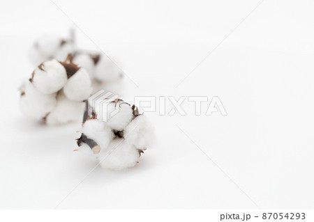 綿花　コットンフラワー　サステイナブル 87054293