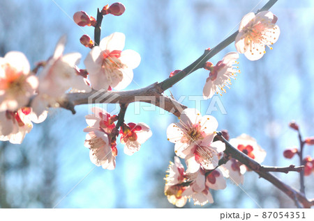 梅の花満開 梅の花満開 87054351