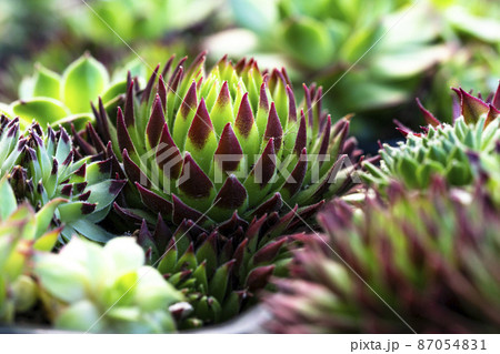 Close up of Crassulaceae, Used for general decoration in the house and garden. 87054831