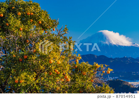（静岡県）みかん畑越しに、静岡の街並みと富士山 87054951