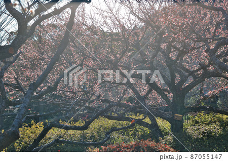 梅の花満開 梅の花満開 87055147