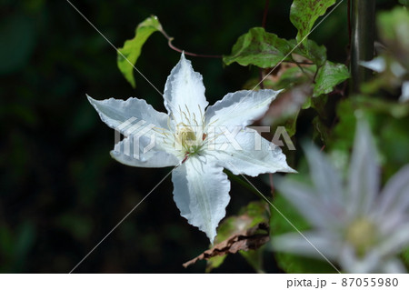 つる性植物の女王 87055980