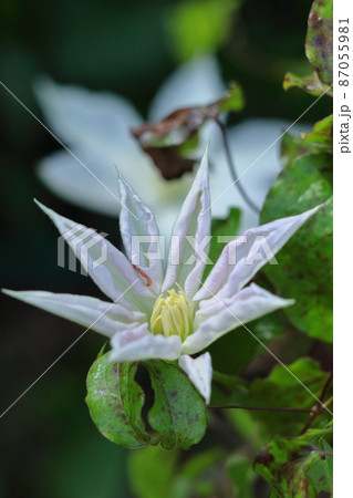 つる性植物の女王 87055981