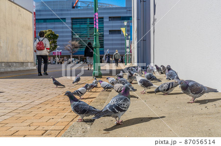 日本の大和市都市景観　小田急 大和駅前に集まる鳩などを望む 87056514