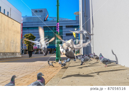 日本の大和市都市景観　小田急 大和駅前に集まる鳩などを望む 87056516