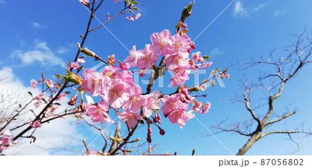 河津桜の花 87056802
