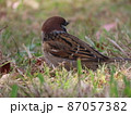 振り向く、すずめ 87057382