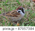 見上げる、すずめ 87057384