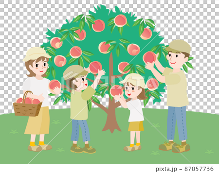 桃狩りをする家族 87057736