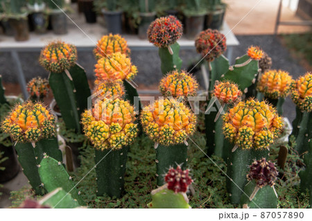 Flower, Texas, Cactus, New Mexico, Desert Area Flower, Texas, Cactus, New Mexico, Desert Area 87057890