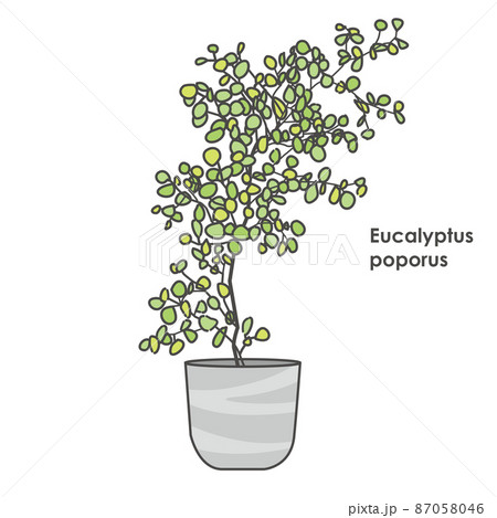 観葉植物のユーカリ ポポラスのイラストのイラスト素材