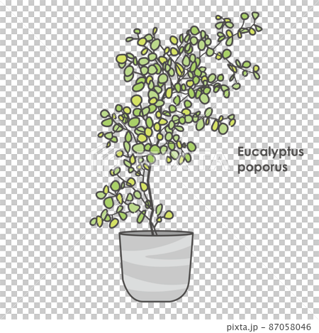 観葉植物のユーカリ・ポポラスのイラスト 87058046