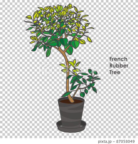 Illustration of a French rubber tree of foliage plants Illustration of a French rubber tree of foliage plants 87058049