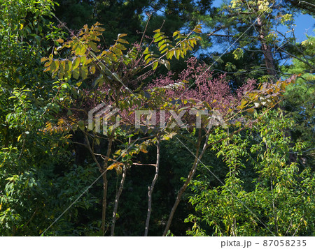 カラスザンショウ 87058235